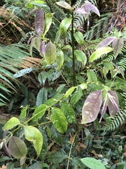 Lasianthus micranthus