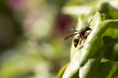 Ancistrocerus kerneri
