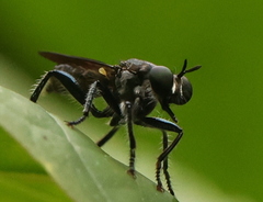 Laphriini