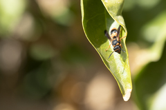 Ancistrocerus kerneri