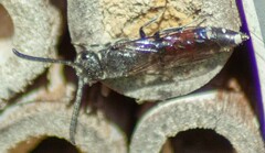 Sapyga quinquepunctata