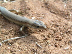 Trachylepis affinis