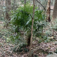 Trachycarpus fortunei