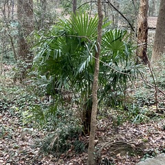 Trachycarpus fortunei