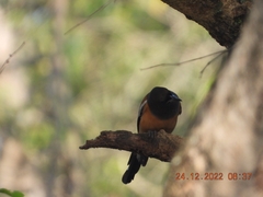 Dendrocitta vagabunda