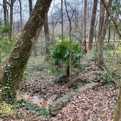 Trachycarpus fortunei