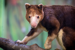 Huon Tree-Kangaroo photo 3