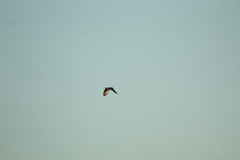 Falconiformes