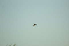 Falconiformes