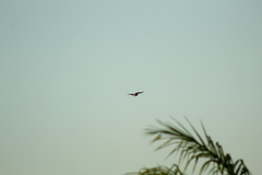 Falconiformes