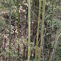 Phyllostachys aureosulcata