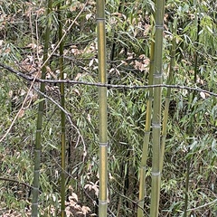 Phyllostachys aureosulcata