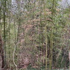 Phyllostachys aureosulcata
