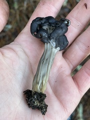 Helvella vespertina