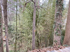 Phyllostachys aureosulcata