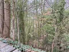 Phyllostachys aureosulcata