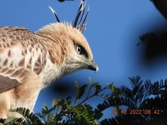 Nisaetus cirrhatus