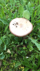 Volvopluteus gloiocephalus