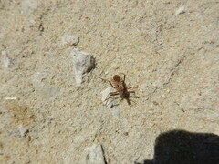 Rhynocoris erythropus