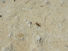 Rhynocoris erythropus