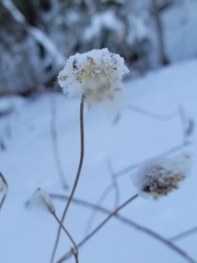 Anemone virginiana