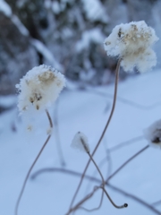 Anemone virginiana