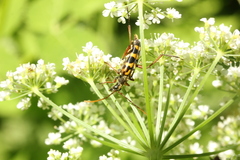 Leptura annularis