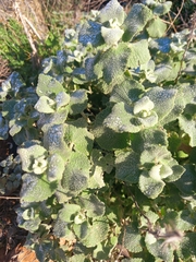 Pseudodictamnus acetabulosus