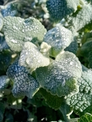 Pseudodictamnus acetabulosus