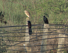 Centropus sinensis parroti