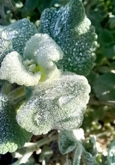 Pseudodictamnus acetabulosus