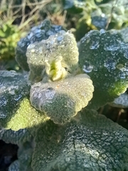 Pseudodictamnus acetabulosus