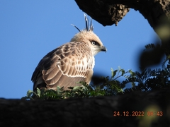 Nisaetus cirrhatus