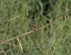 Prinia socialis