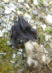 Helvella monachella