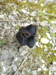 Helvella monachella