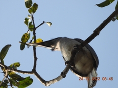 Ocyceros birostris