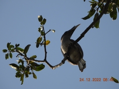 Ocyceros birostris