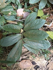 Fissistigma glaucescens