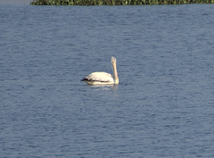 Pelecanus philippensis