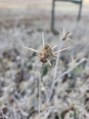 Centaurea solstitialis