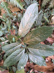 Fissistigma glaucescens