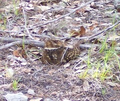 Antrostomus carolinensis