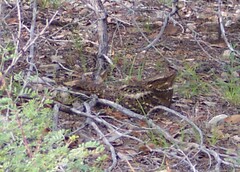 Antrostomus carolinensis