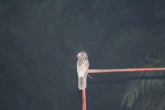 Nyctibius jamaicensis