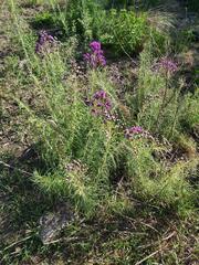 Vernonanthura nudiflora