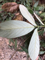 Fissistigma glaucescens