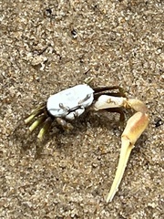 Leptuca leptodactyla