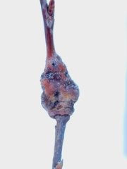 Euhexomyza schineri
