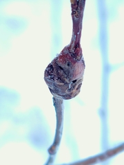 Euhexomyza schineri